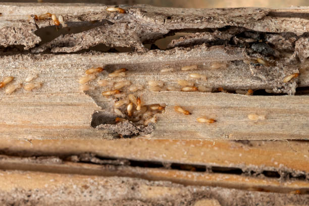 Best Pest Prevention Services  in Spring Hill, KS