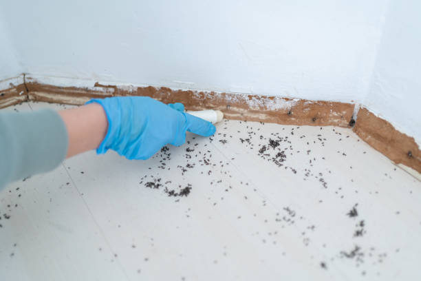 Best Flea Control Services  in Spring Hill, KS